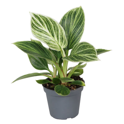 Philodendron White Measure: Tropische Schönheit für Ihr Zuhause (Ø6cm)