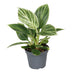 Philodendron White Measure: Tropische Schönheit für Ihr Zuhause (Ø6cm) Bild 1