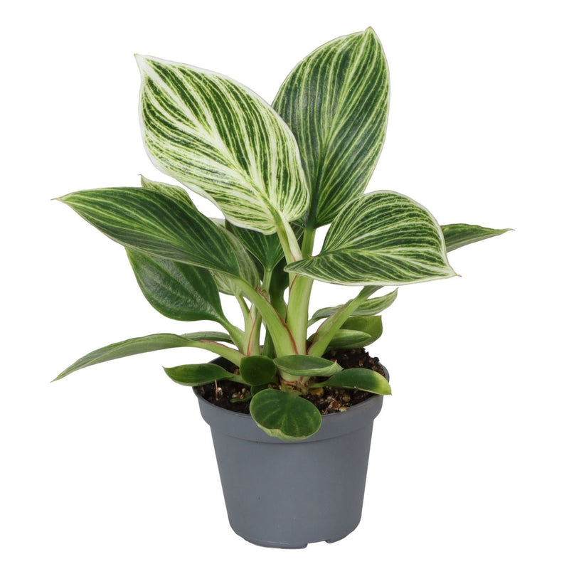 Philodendron White Measure: Tropische Schönheit für Ihr Zuhause (Ø6cm)