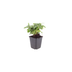 48x Euphorbia amygdaloides 'Robbiae' – Robust Perennial for the Garden Bild 2