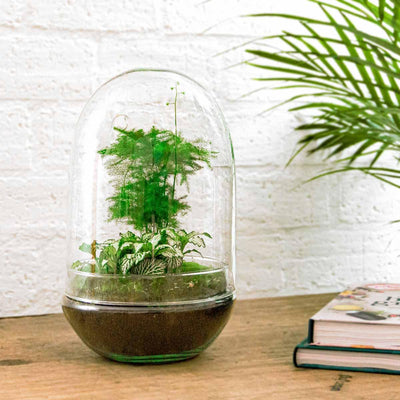 Flaschengarten Egg XL - DIY Pflanzterrarium Set