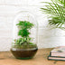 Flaschengarten Egg XL - DIY Pflanzterrarium Set Bild 2
