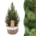 Picea glauca Conica - Zuckerhutfichte - Grün - Weihnachtsbaum - inkl. Korb - Ø17cm - ↕65cm Bild 1