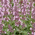 Green boutiQ - Perennial - Nepeta sib. Wild Orchid - Catnip - Bee and Butterfly Attractors - Pink - 6 Plants - Pot 11cm - Height 15-25cm Bild 6