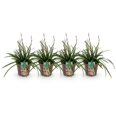 GreenboutiQ Ziergras Carex morrowii Irish Green - 4 Pflanzen