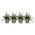 GreenboutiQ Ziergras Carex morrowii Irish Green - 4 Pflanzen Bild 2