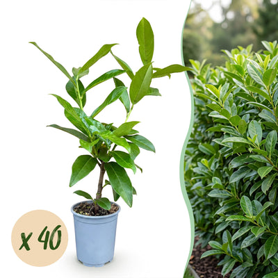 Green boutiQ - 40x Prunus laur. Novita - Lorbeer-Kirsche - Heckenpflanzen - Immergrün - Grün - Topf 9cm - Höhe 25-35cm