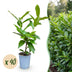 Green boutiQ - 40x Prunus laur. Novita - Lorbeer-Kirsche - Heckenpflanzen - Immergrün - Grün - Topf 9cm - Höhe 25-35cm Bild 1