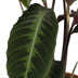 Calathea Warscewiczii Pfauenpflanze: Samtige Blätter, Ø19cm, 70cm hoch Bild 4