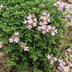 Green boutiQ - Perennials - Thymus praecox Minor - Creeping Thyme - Fragrant - Pink - 24 Plants - 11cm Pot - 15-25cm Height Bild 5