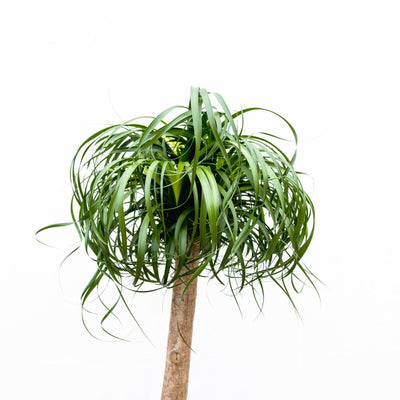 Beaucarnea XXL (200cm) - XXL Flaschenbaum für Ihr Zuhause