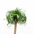 Beaucarnea XXL (200cm) - XXL Flaschenbaum für Ihr Zuhause Bild 2