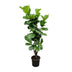 Ficus Lyrata Geigenfeige verzweigt, 180 cm, Topf ⌀32 Bild 1