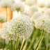 White Giant Allium Bulbs: 5 Pieces for Magnificent Garden Blooms Bild 4