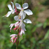 12x Gaura lindheimeri 'Prachtkerze' ↕10-25cm Ø9cm Bild 6