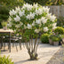 Flieder 'Mme Lemoine' (Syringa vulgaris) - Weiß, Duftend, 1 Pflanze Bild 7