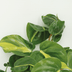 Philodendron Scandens Brasil - 4er Set, Topf Ø12cm Bild 3