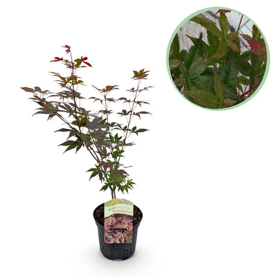 Japanischer Ahorn 'Atropurpureum' - Lila Blatt, 70cm, Topf 19cm