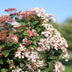 GreenboutiQ: Viburnum tinus Stamm-Pflanze, Immergrün, Weiße/Rosa Blüte Bild 8