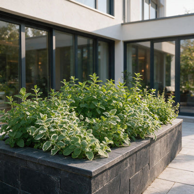 Teekräuter Beetpaket: 12 aromatische Pflanzen für Ihren Garten