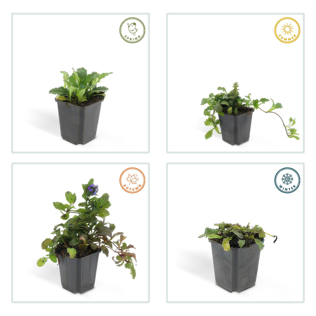 12x Ajuga reptans (Kriechender Günsel) - 10-25cm - Ø9cm