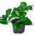 Pothos Epipremnum Aureum Ø12cm Height 20cm - Robust Houseplant Bild 1