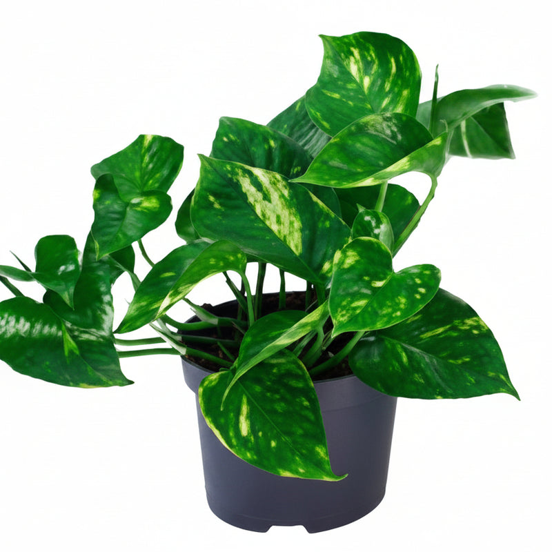 Pothos Epipremnum Aureum Ø12cm Height 20cm - Robust Houseplant
