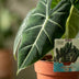 Alocasia Frydek Elefantenohr - Zimmerpflanze 60cm Topf 19cm Bild 4