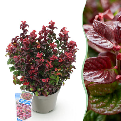GreenboutiQ - Garden Plant - Leucothoe Curly Red - Red - 1 Plant - Evergreen - Low Maintenance - Pot 17cm Height 40cm