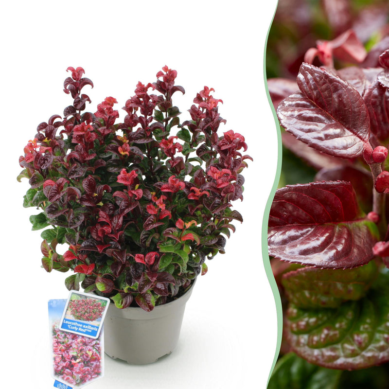 GreenboutiQ - Gartenpflanze - Leucothoe Curly Red - Rot - 1 Pflanze - Immergrün - Wenig Pflege - Topf 17cm Höhe 40cm
