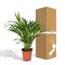 Dypsis Lutescens (Areca Palm) - Ø17cm Pot, ↕60cm - Easy-care Houseplant Bild 6