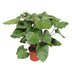 Homalomena Rubescens Maggy: Tropical Beauty, 100 cm, ø24 Pot Bild 1