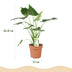 Alocasia Cucullata: Exotische Grünpflanze mit grauem Topf Bild 3