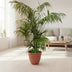Kentia Palme XXL 260cm - Tropisches Flair für Ihr Zuhause Bild 3