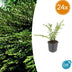 24x Lonicera pileata - ↕10-25cm - Ø9cm Bild 1