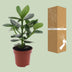 Clusia Rosea Princess - Autograph Tree in 12cm pot, approx. 15cm high Bild 4