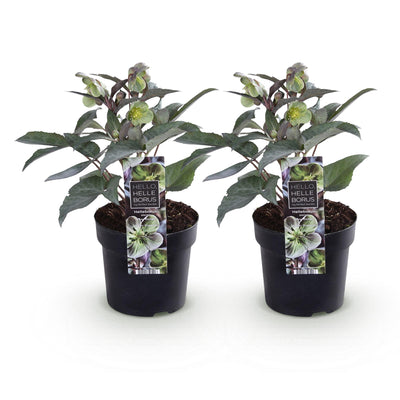 GreenboutiQ - Garden Plant - Lenten Rose - Helleborus sternii Silver Dollar - Green Bloom - 2 Plants - Evergreen - Pot 14cm Height 35cm