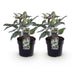 GreenboutiQ - Gartenpflanze - Lenten Rose - Helleborus sternii Silver Dollar - Grüne Blüte - 2 Pflanzen - Immergrün - Topf 14cm Höhe 35cm Bild 2