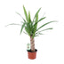 Yucca-Pflanze Ø12cm, 50cm hoch - pflegeleicht & elegant Bild 1