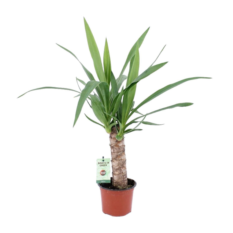 Yucca-Pflanze Ø12cm, 50cm hoch - pflegeleicht & elegant