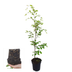 Paletten-Angebot Heckenpflanzen: 50 Fagus sylvatica ↕60-80 - Ø 19cm | Mini-Palette Bild 4
