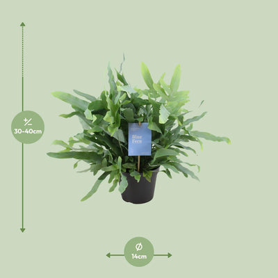 Phlebodium Blue Fern: Eleganter Farn im 14cm Topf, 40cm hoch