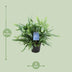 Phlebodium Blue Fern: Eleganter Farn im 14cm Topf, 40cm hoch Bild 2
