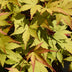 GreenboutiQ Japanischer Ahorn Summergold, Gelb, 2 Pflanzen, 70cm Bild 6