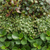 3x Baby Peperomia Mix: Grün, Rot & Tropisch im 6cm Topf Bild 4