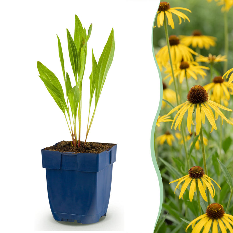 Echinacea paradoxa - Gelber Sonnenhut - 12 Pflanzen