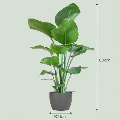 Strelitzia Nicolai mit Topf Grau – 80 cm – Ø21