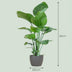 Strelitzia Nicolai mit Topf Grau – 80 cm – Ø21 Bild 2