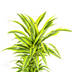 Dracaena Deremensis Lemon Lime - Ø24cm, 130-150cm hoch Bild 4