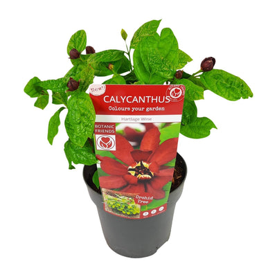 Sinocalycanthus 'Hartlage Wine' - Duftender Strauch, 30cm